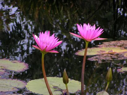 水生植物四大類|水生植物主題館